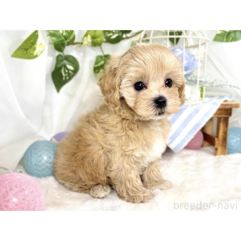 成約済の滋賀県のマルプー:マルチーズ×トイプードル-408984の2枚目